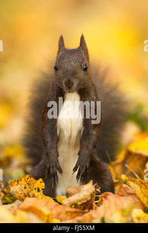 Europäische Eichhörnchen, eurasische Eichhörnchen (Sciurus Vulgaris), errichtet, Deutschland, Sachsen Stockfoto