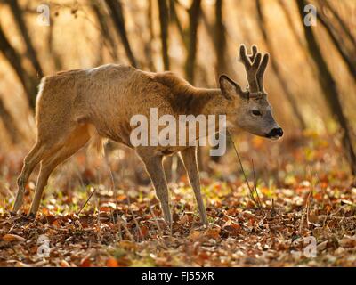 Reh (Capreolus Capreolus), Bock Reh stehend im Herbstlaub, Geweih mit samt, Deutschland, Brandenburg Stockfoto