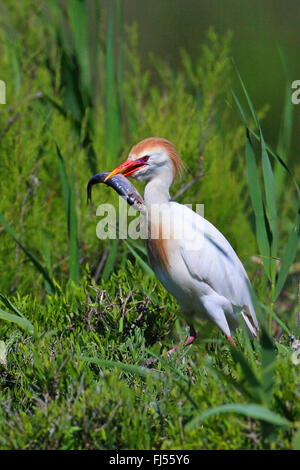 Kuhreiher, Buff-backed Reiher (Ardeola Ibis, Bubulcus Ibis), in der Zucht Gefieder, mit einem Fisch in der Stückliste, Frankreich, Camargue Stockfoto