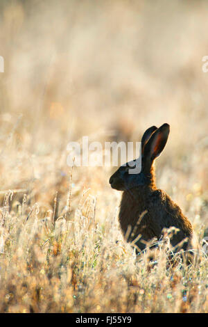 Feldhase, Feldhasen (Lepus Europaeus), sitzt auf einer Wiese im Gegenlicht, Deutschland, Brandenburg Stockfoto