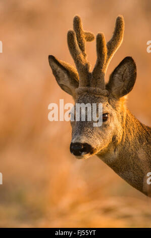 Reh (Capreolus Capreolus), Buck, Hörner mit samt, Deutschland, Brandenburg Stockfoto