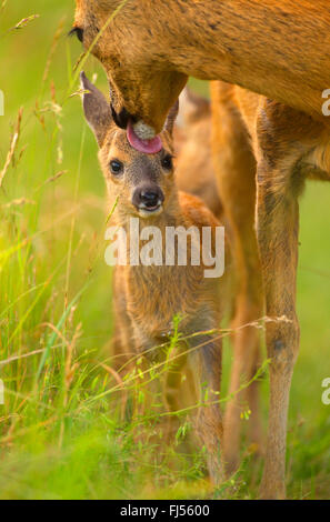 Reh (Capreolus Capreolus), Doe leckte liebevoll den Kopf seiner Rehkitz, Deutschland, Brandenburg Stockfoto