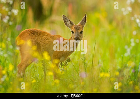 Reh (Capreolus Capreolus), fawn stehend in Blume Wiese, Deutschland, Brandenburg Stockfoto