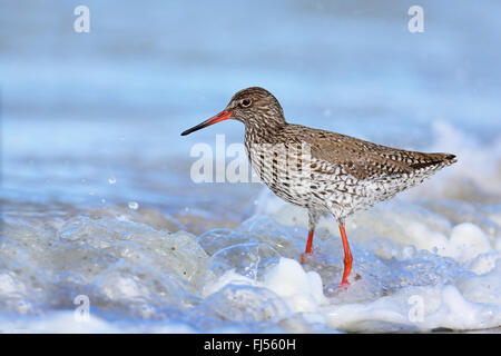 gemeinsamen Rotschenkel (Tringa Totanus), stehen in der Brandung der See IJssel, Seitenansicht, Niederlande, Friesland Stockfoto