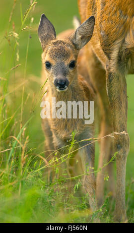 Reh (Capreolus Capreolus), Fawn mit seiner Mutter, Frontansicht, Deutschland, Brandenburg Stockfoto