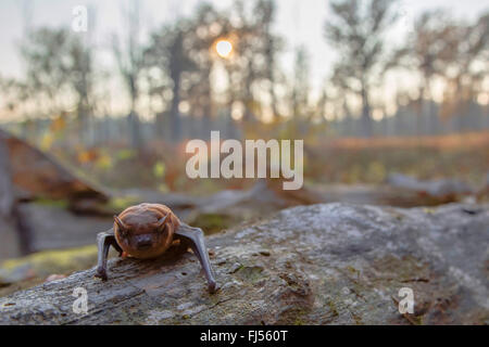 Nyctalus noctula (Nyctalus noctula) verlässt seine Höhle am Abend, Deutschland, Bayern, Niederbayern, Niederbayern Stockfoto