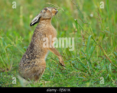 Feldhase, Feldhasen (Lepus Europaeus), ernährt sich von einem Rasen Ohr aufrecht stehend, Deutschland, Brandenburg Stockfoto