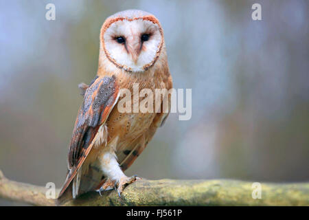 Schleiereule (Tyto Alba), auf einem Ast, Niederbayern, Niederbayern, Bayern, Deutschland Stockfoto