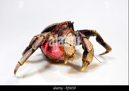 Coconut Crab, Robber Crab, Palm Krabbe, Baum-Krabbe, Geldbörse Krabben (Birgus Latro), Ausschnitt Stockfoto