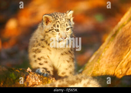 Schneeleopard (Uncia Uncia, Panthera Uncia), Leopard Cub auf einer Baumwurzel, Porträt Stockfoto