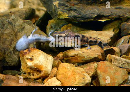 Europäische Feuersalamander (Salamandra Salamandra, Salamandra Salamandra Terrestris), Kannibalismus, Larve einer europäischen Feuersalamander, Deutschland, Nordrhein-Westfalen, Bergisches Land Stockfoto