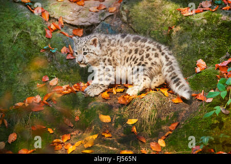 Schneeleopard (Uncia Uncia, Panthera Uncia), Leoparden Jungtier auf bemoosten Steinen, Seitenansicht Stockfoto