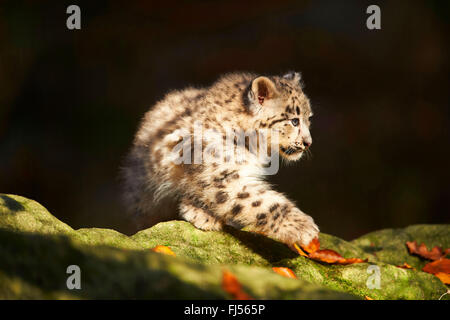 Schneeleopard (Uncia Uncia, Panthera Uncia), Leoparden Jungtier auf bemoosten Steinen, Brustbild Stockfoto