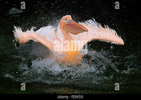 Frontansicht der östlichen weiße Pelikan (Pelecanus Onocrotalus), Pelikan, Baden Stockfoto