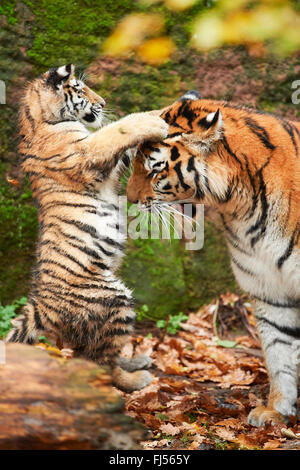 Amurian Tiger (Panthera Tigris Altaica), Sibirischer Tiger, Tiger Cub spielt mit seiner Mutter Stockfoto