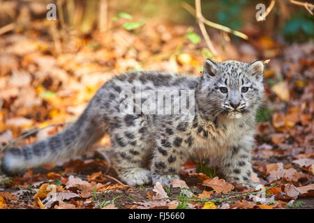 Schneeleopard (Uncia Uncia, Panthera Uncia), Leoparden Jungtier im Herbstlaub Stockfoto