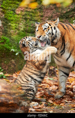 Amurian Tiger (Panthera Tigris Altaica), Sibirischer Tiger, Tiger Cub spielt mit seiner Mutter Stockfoto