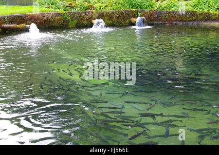 braune Forelle, Bachforelle, Bachforelle (Salmo Trutta Fario), Forellen Zucht, Fischteich mit Schwarm Forellen, Deutschland Stockfoto