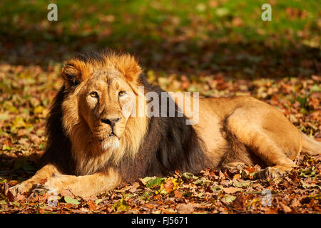 Asiatische Löwe (Panthera Leo Persica), männlicher Löwe im Herbst Laub liegen und Sonnenbaden Stockfoto