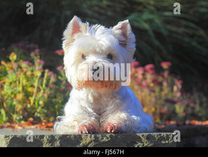 West Highland White Terrier, Westie (Canis Lupus F. Familiaris), neun Jahre alte Rüde liegend in einem Park auf einer Mauer, Deutschland Stockfoto