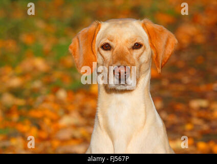 Mischling Hund (Canis Lupus F. Familiaris), Magyar Vizsla Labrador Mischling Hund sitzt im Herbstlaub, Deutschland Stockfoto