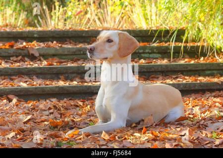 Mischling Hund (Canis Lupus F. Familiaris), Magyar Vizsla Labrador Mischling Hund liegen im Herbstlaub, Deutschland Stockfoto