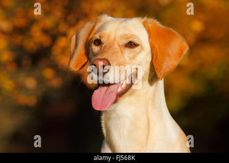 Mischling Hund (Canis Lupus F. Familiaris), Magyar Vizsla Labrador Mischling Hund mit Zunge hängt heraus, Porträt, Deutschland Stockfoto