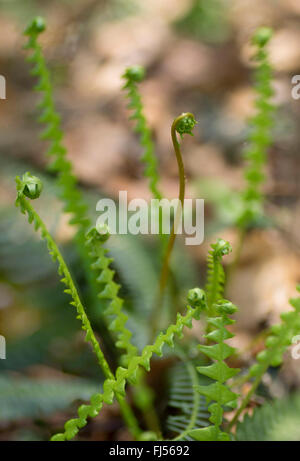 hart-Farn (Blechnum spicant), junge Blätter, Deutschland, Bayern, Oberbayern, Oberbayern Stockfoto