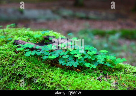 Holz-Sauerampfer, Sauerklee, Irisches Kleeblatt (Oxalis Acetosella), liegend Buche tot Holz mit Moos und Sauerklee, Deutschland, Mecklenburg-Vorpommern, Mueritz Nationalpark Stockfoto