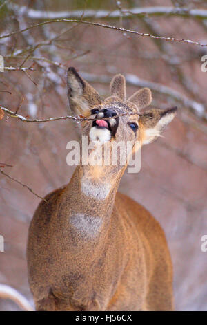 Reh (Capreolus Capreolus), buck Feeds im Winter, Deutschland, Brandenburg Stockfoto