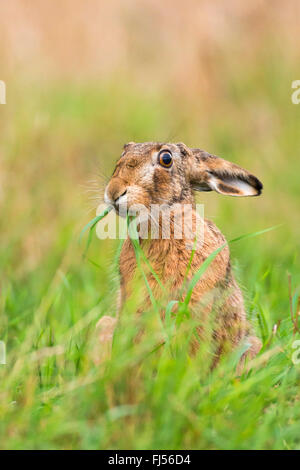 Feldhase, Feldhasen (Lepus Europaeus), sitzt auf einer Wiese Fütterung Rasen, Deutschland, Brandenburg Stockfoto