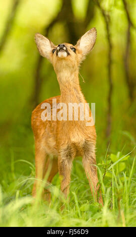 Reh (Capreolus Capreolus), Fawn nimmt den Duft, Deutschland, Brandenburg Stockfoto