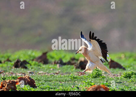 Schmutzgeier (Neophron Percnopterus), Landung auf den Boden, Seite Ansicht, Kanarischen Inseln, Fuerteventura Stockfoto