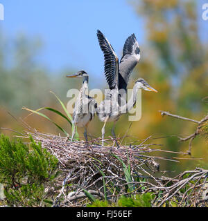 graue Reiher (Ardea Cinerea), versuchen, eine juvenile Vogel im Nest, fliegen, Frankreich, Camargue Stockfoto