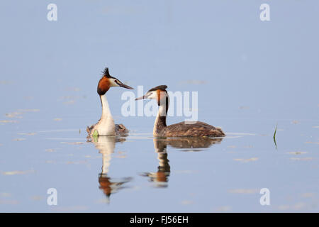 Great crested Haubentaucher (Podiceps Cristatus), koppeln schwimmen, Griechenland, See Kerkini Stockfoto