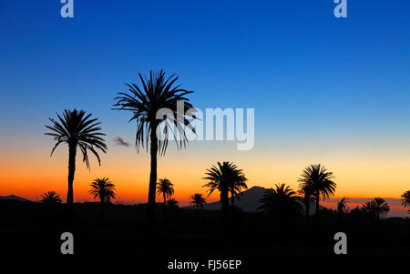 Kanarische Insel Dattelpalme (Phoenix Canariensis), Handflächen vor Sonnenaufgang, Kanarischen Inseln, Fuerteventura, Antigua Stockfoto