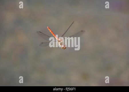 Landstreicher Sympetrum (Sympetrum Vulgatum), im Flug, Deutschland, Bayern, Isental Stockfoto