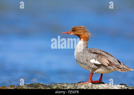 Gänsesäger (Mergus Prototyp), Weiblich, stehend auf einem Stein am Meer, Schweden, Oeland Stockfoto