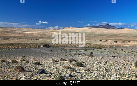 Halbwüste Istmo De La Pared, Kanarischen Inseln, Fuerteventura Stockfoto