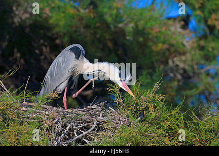 Graureiher (Ardea Cinerea), Gefieder pflegen, Frankreich, Camargue Stockfoto