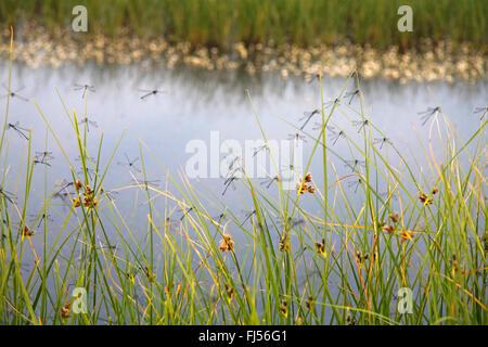 Altrosa Emerald Damselfly (Lestes Macrostigma), Schwarm der Damseflies sitzt am Binsen, Griechenland, Evrosdelta Stockfoto