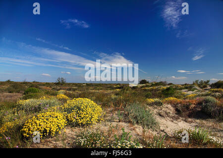 Dünenvegetation in Camargue, Frankreich, Camargue, Salin de Giraud Stockfoto