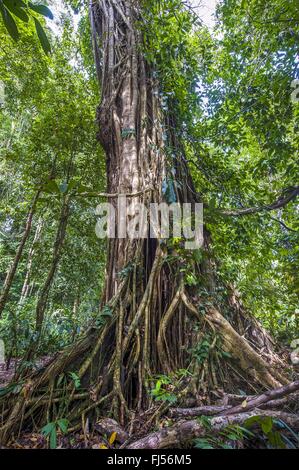 Feigen (Ficus spec.), eine große Würgefeige (Ficus sp.) Parasiting ein riesiger Baum im Regenwald Dipterocarp Danum Valley, Malaysia, Borneo, Sabah Stockfoto