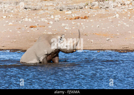 schwarze Nashorn, süchtig-lippige Rhinoceros durchsuchen Nashorn (Diceros Bicornis), Baden im flachen Wasser von einer Wasserstelle, Namibia, Etosha Nationalpark, Naumutoni Stockfoto