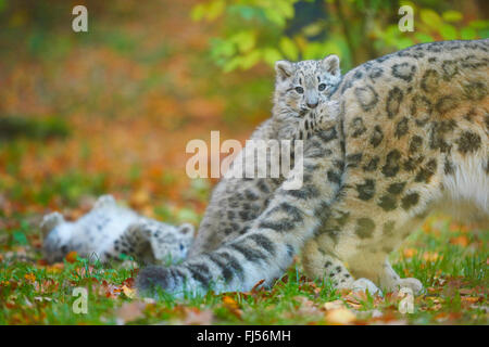 Schneeleopard (Uncia Uncia, Panthera Uncia), Jungtier, spielen mit dem Heck seiner Mutter Stockfoto