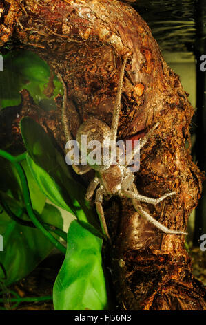 Wandering Spinne, laufen Spider (Ancylometes Rufus), Weiblich unter Wasser, tropische Wasserspinne Stockfoto