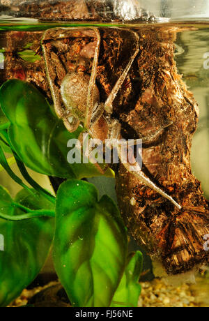 Wandering Spinne, laufen Spider (Ancylometes Rufus), Weiblich unter Wasser, tropische Wasserspinne Stockfoto