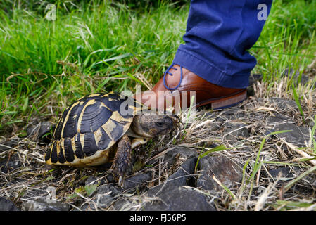 Hermanns Schildkröte, Griechische Schildkröte (Testudo Hermanni), Größenvergleich zu einem Fuß Stockfoto