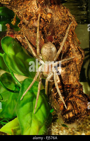 Wandering Spinne, laufen Spider (Ancylometes Rufus), Weiblich unter Wasser, tropische Wasserspinne Stockfoto