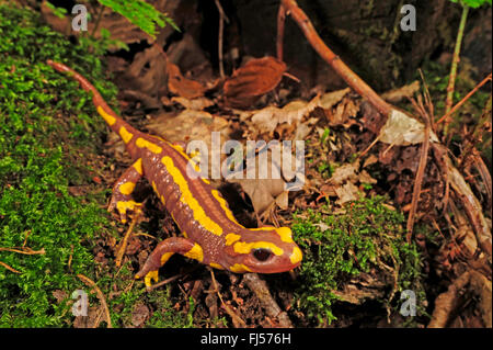 Europäische Feuersalamander (Salamandra Salamandra, Salamandra Salamandra Terrestris), Albino, Jugendkriminalität, Deutschland, Nordrhein-Westfalen, Bergisches Land Stockfoto